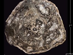 Designation: Slab 2B Giant Sequoias Petrified Wood Table. Chronicle of a Giant: A 38-Million-Year-Old Prehistoric Sequoia.